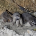 racoon_map_h_0115_cos1843.jpg